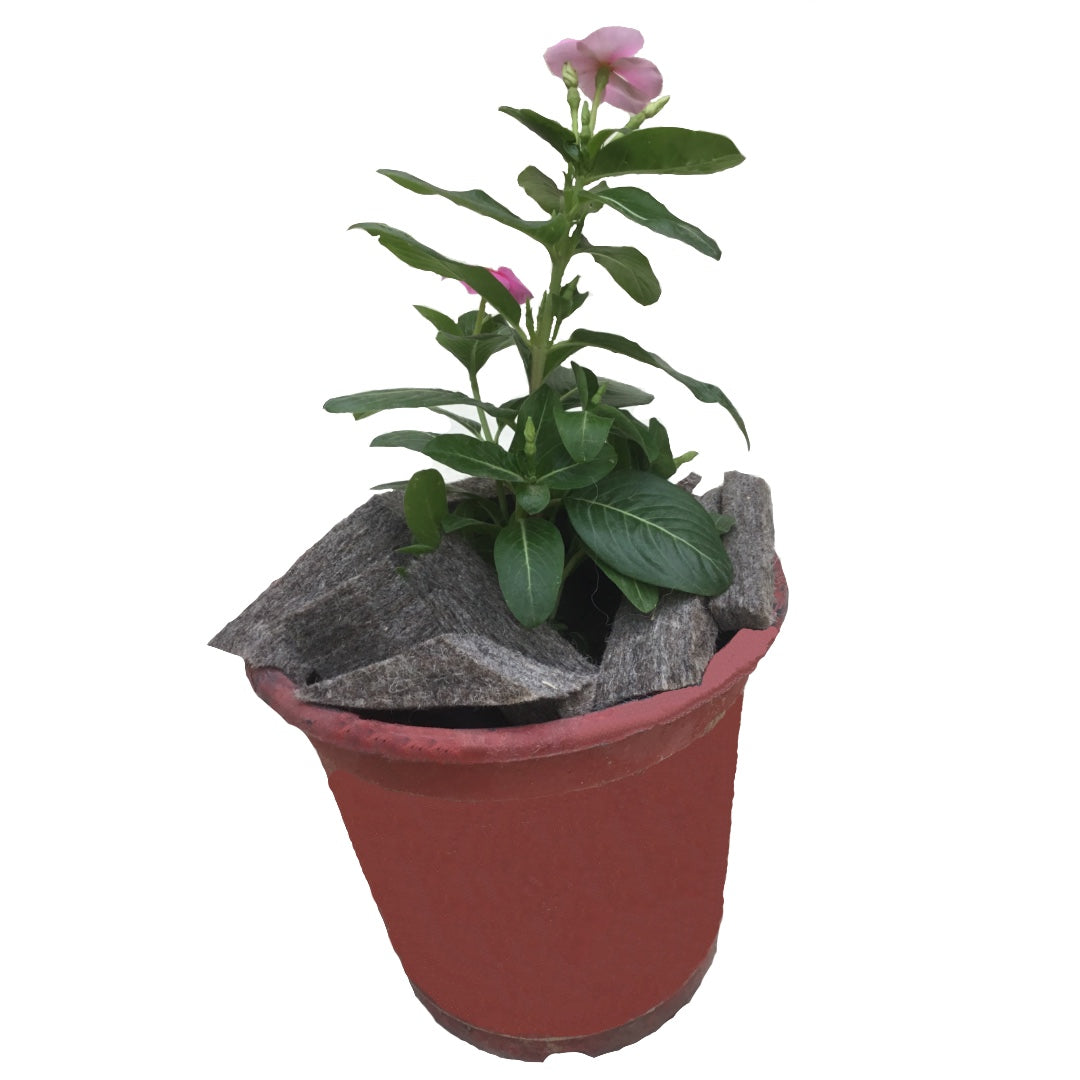 Shellies - Mojopanda Organic  Store