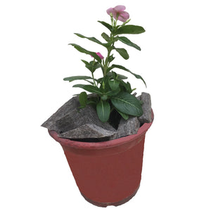 Shellies - Mojopanda Organic  Store